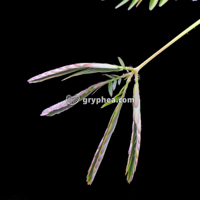Sensitive - Feuille rétractée (Mimosa pudica) - gryphea.org